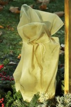 Winter-proof plant in the garden, Germany