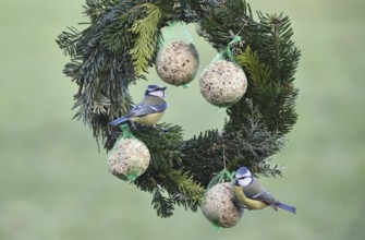 Blue tits (Cyanistes caeruleus) eat suet balls on a Christmas wreath, Schleswig-Holstein, Germany