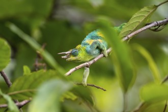 Three-horned chameleon (Trioceros jacksonii), male, Bwindi Impenetrable Forest National Park,