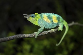 Three-horned chameleon (Trioceros jacksonii), male, Bwindi Impenetrable Forest National Park,