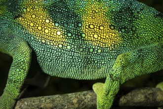 Detail, skin of a three-horned chameleon (Trioceros jacksonii), male, Bwindi Impenetrable Forest