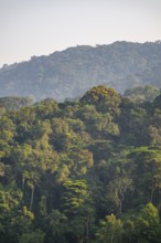 Rainforest, jungle, Bwindi Impenetrable Forest National Park, Uganda