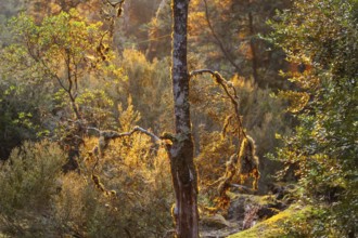 Tasmanian deciduous tree (Nothofagus gunnii) at sunrise, with illuminated sun and beautiful morning