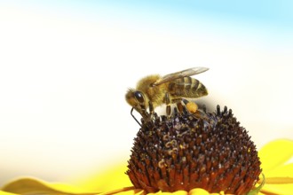 European honey bee (Apis mellifera), collecting nectar from a flower of yellow coneflower