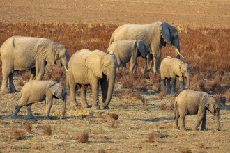 African Elephant (Loxodonta africana) Famioey Zambia