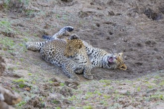 Leopard (Panthera pardus) two cubs 12 month old playing Zambia