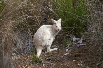 Rare white wallaby in the wild of Tasmania. Albino Bennett Wallaby at the edge of the forest on