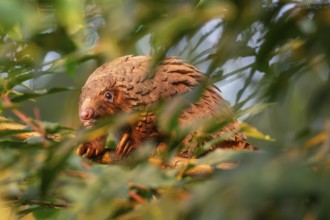 Pangolin climbing a tree, white-bellied pangolin (Phataginus tricuspis, Manis tricuspis), Western