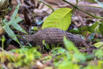 Pangolin on the ground, white-bellied pangolin (Phataginus tricuspis, Manis tricuspis), Western