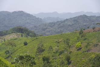 Tea plantation in the mountains, western region, Uganda