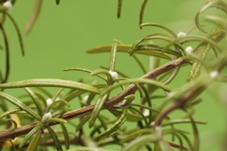 Mealybugs (Pseudococcidae) on rosemary (Rosmarinus officinalis), in studio, North Rhine-Westphalia,