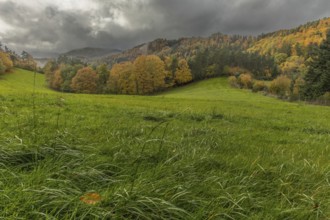 Vast green field features trees with gold and red leaves. The grey sky brings drama to this