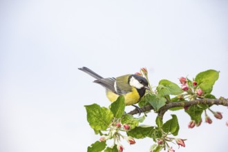 Great tit (Parus major) Germany