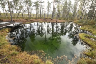 Emerald green spring water reflects autumn trees. Frog spring in the moor, wetland in Arvidsjaur,