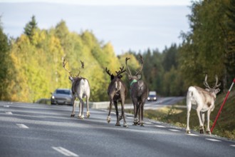 Autumn migration of reindeer on the roads with traffic in northern Sweden