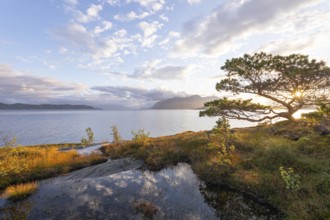 Scots pine with sun stars on the Norwegian fjord. Sunrise at Bodø, Nordland, Norway