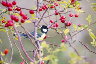 Great tit (Parus major) Germany