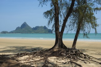 Lonely beach and ironwood trees, Casuarina Equisetifolia, Ao Manao Beach, Prachuap Khiri Khan,