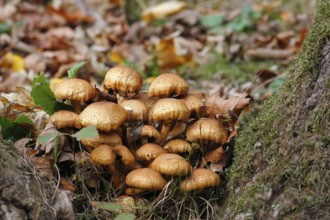 Sparry Schüppling (Pholiota squarrosa), group growing between tree trunks, North Rhine-Westphalia,