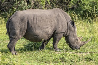 Southern white rhino (Ceratotherium simum simum), Ziwa Rhino Sanctuary, Uganda