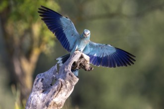 Blue racke (Coracias garrulus), bird, approaching tree trunk, Kiskunsag National Park, Hungary
