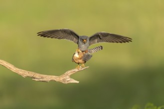 Red-footed falcon (Falco vespertinus) copulation on branch, Kiskunsag National Park, Hungary