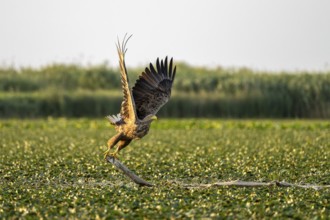 White-tailed eagle (Haliaeetus albicilla), bird, departing from Ast, Danube Delta, Romania
