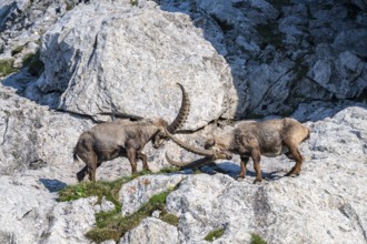 Two Capricorns (Capra ibex), male, fighting in the rock face, Alpstein, Appenzell, Switzerland