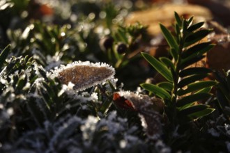 Hoarfrost in nature, winter, Germany