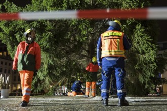 THW volunteers set up the Christmas tree delivered from Thuringia in front of the Brandenburg Gate,