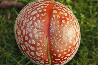 Red toadstool (Amanita muscaria), from above, fruiting body, North Rhine-Westphalia, Germany