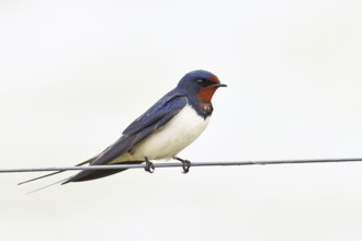 Barn swallow (Hirundo rustica) sitting on a pasture fence, wildlife, animals, birds, swallows,