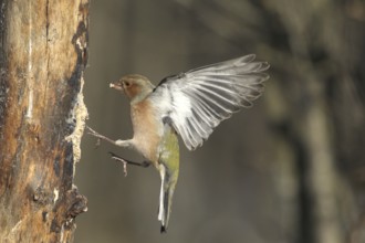 Chaffinch (Fringilla coelebs) male in flight, approach to forage wood, winter feeding, Allgäu,