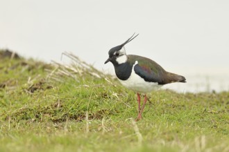 Lapwing (Vanellus vanellus), gorgeous dress, looking for food in a swampy meadow, wildlife,