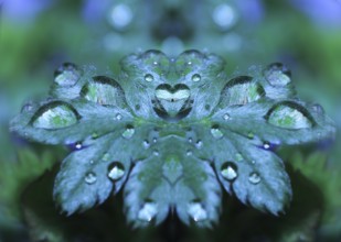Goose cinderwort (Potentilla anserina), Alienation, North Rhine-Westphalia, Germany