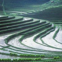 Terrace rice paddies north of Antosari, Bali, Indonesia