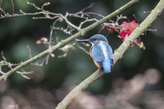 Kingfisher (Alcedo atthis), Emsland, Lower Saxony, Germany