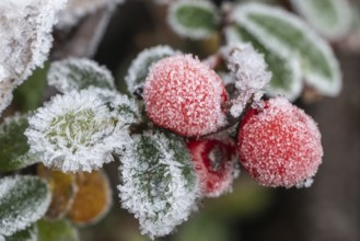 Cotoneaster (Cvotoneaster dammeri), fruits, Emsland, Lower Saxony, Germany