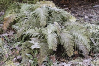 Fern (Polystichum setiferum) with hoarfrost, Emsland, Lower Saxony, Germany