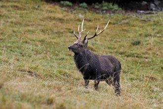 Sika deer (Cervus nippon) standing in meadow, Parc de Merlet, Chamonix-Mont-Blanc, Haute-Savoie,