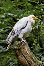 Dirty vulture (Neophron percnopterus) sitting on tree stump, captive, Switzerland