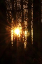 Forest on a November evening, sunset, autumn, Germany