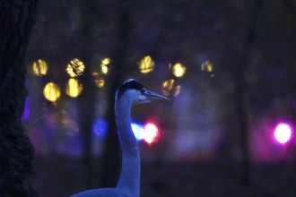 Grey heron in the evening in a city, autumn, Germany