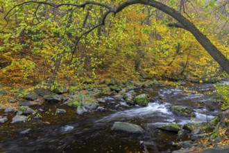 River Bode running through forest showing autumn colours, fall colors at Nature reserve Bode Valley