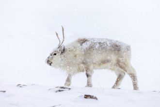 Svalbard reindeer (Rangifer tarandus platyrhynchus) adult in thick winter coat during snowfall on