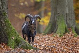 European mouflon (Ovis aries musimon, Ovis gmelini musimon) ram, male with big horns in forest