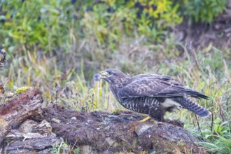 Common Buzzard (Buteo buteo) Germany