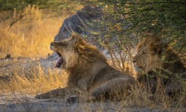 Two maned lions, lion yawns, siblings lying in grass, lion (Panthera Leo), savuti, Chobe National