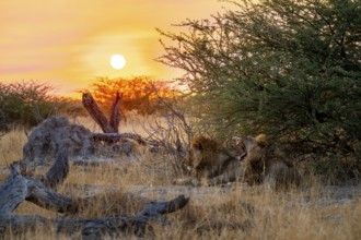 Sunset, two maned lions, siblings lying in the grass, lion (Panthera Leo), savuti, Chobe National