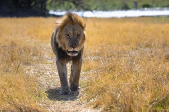 Maned lion (Panthera Leo) lying in grass, savanna, Savuti, Chobe National Park National Park,